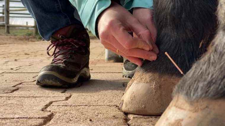 In Rodez, a veterinarian specializes in acupuncture for animals