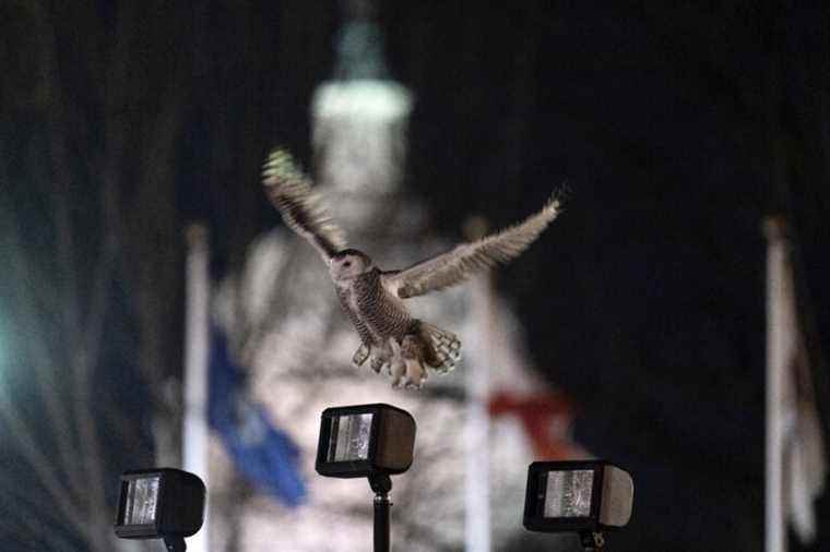 In Washington, we are passionate about a snowy owl