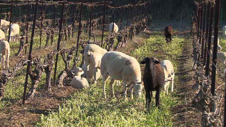 In the Hérault, sheep replace chemical weedkillers in the vineyards