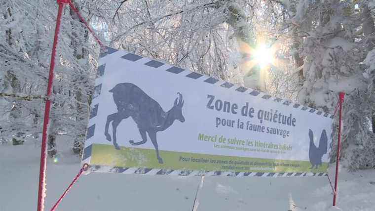 In the Massif des Vosges, new signage to preserve the tranquility of animals