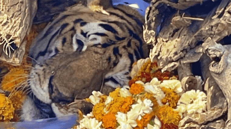 India mourns the tigress, symbol of the fight for the preservation of the species