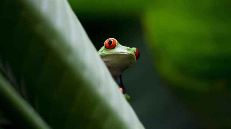 “It’s serious because we are nothing without biodiversity” but it is still “reversible”, according to a scientist