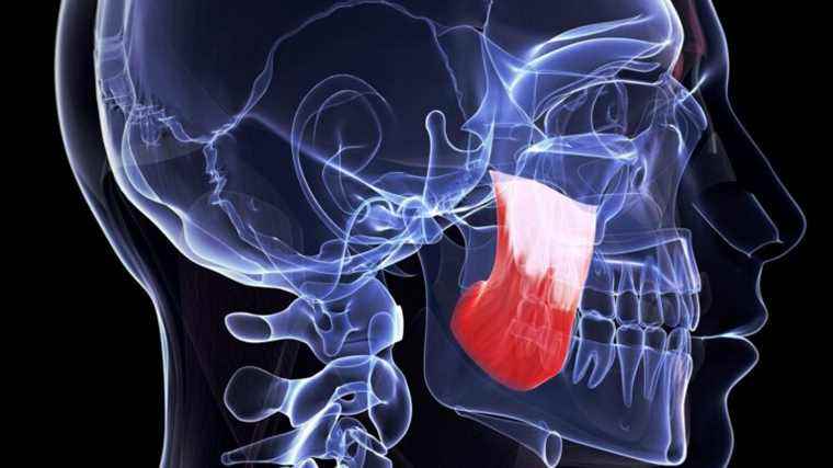 Jaw muscle just discovered by Swiss scientists