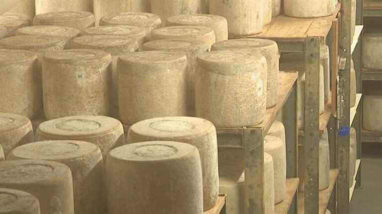 Laguiole, the cheese that is the pride of Aubrac