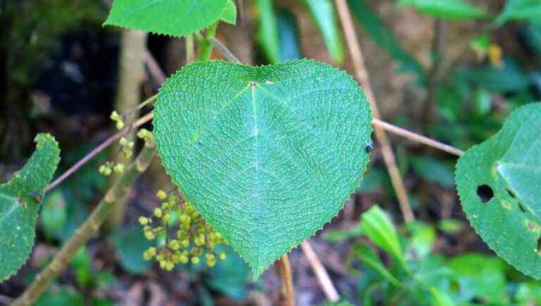 Let’s discover the most dangerous plant in the world with such a nice name