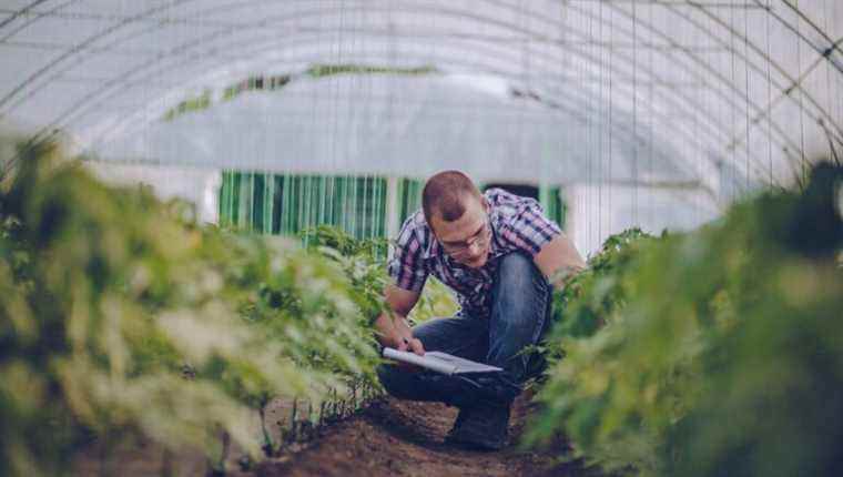 Let’s sow winter lettuce and pointed cabbage