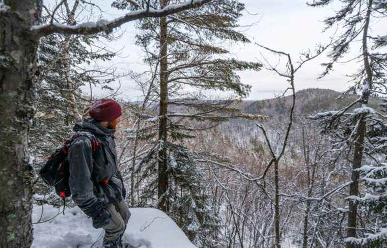 Logging in Mauricie: a potential protected area is targeted