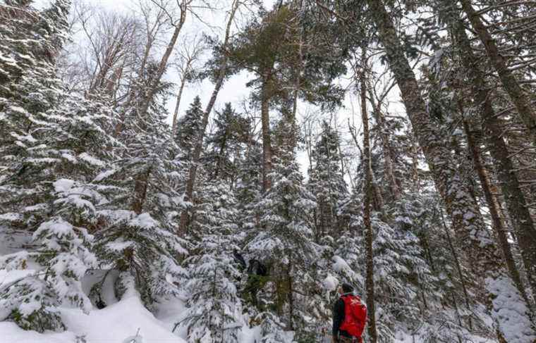 Logging in a targeted area for a natural environment protection project