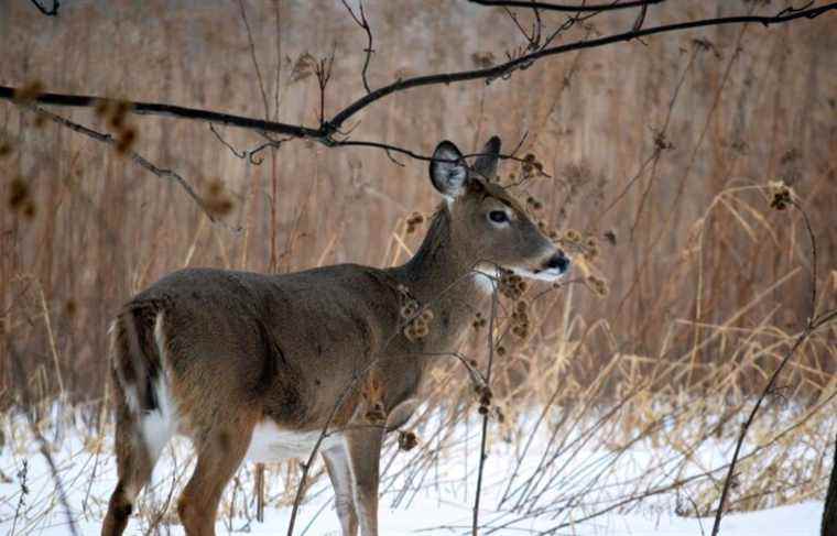 Longueuil intends to move forward with the slaughter of deer