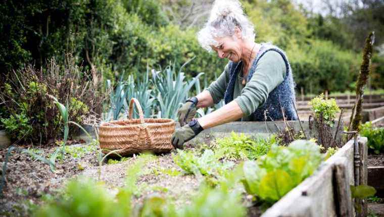 Make your vegetable patch