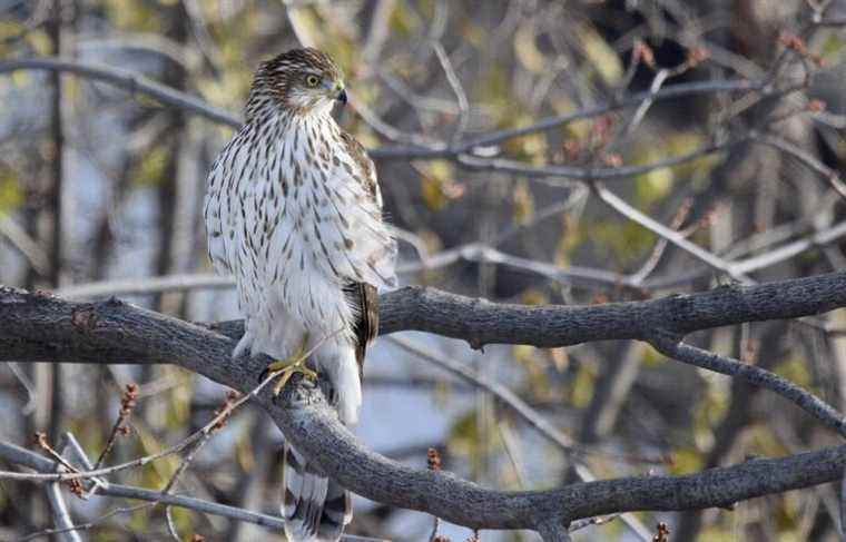 Meet the winter birds