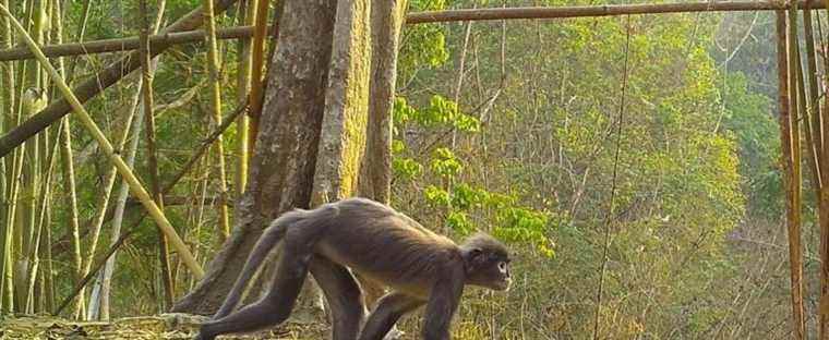 More than 200 new species discovered in Mekong region, says WWF