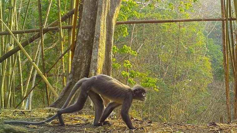 More than 220 new species were discovered in the Mekong region in 2020, reports WWF