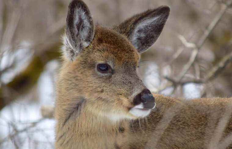 National parks threatened by white-tailed deer