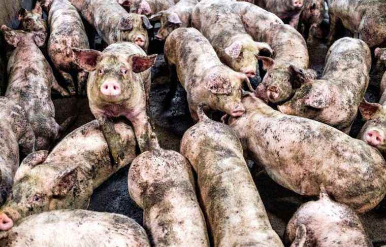 Nearly 200,000 pigs waiting to be slaughtered