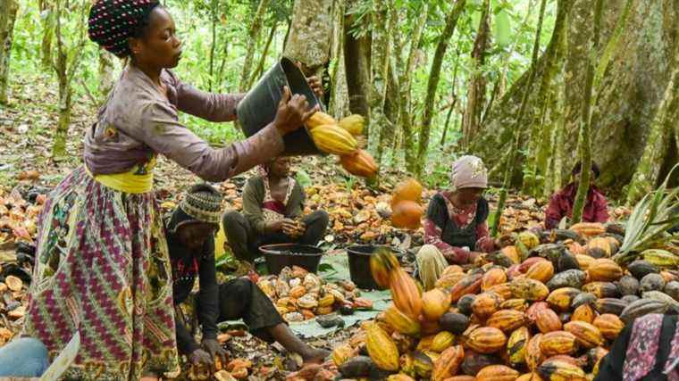 Nestlé will give a bonus to cocoa farmers who send their children to school