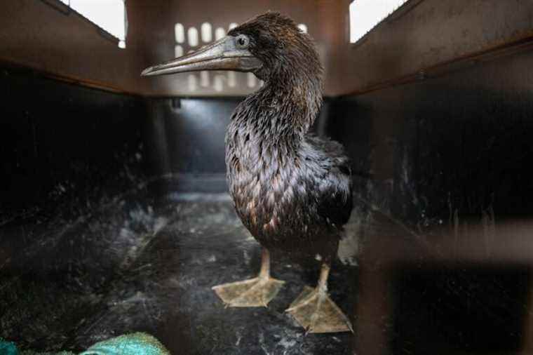 Oil spill in Peru |  A zoo tries to save endangered species