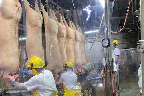 Olymel |  Record number of pigs awaiting slaughter