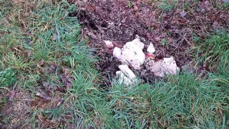 Pig offal deposited in a ditch by “bastards” according to the mayor of Sacé