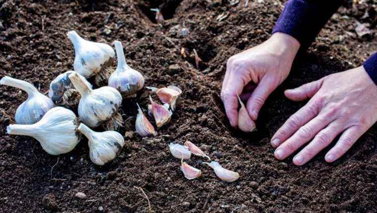 Planting pink garlic, the role of cloves