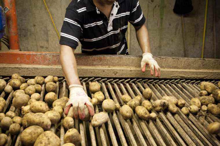 Prince Edward Island Potatoes |  Minister of Agriculture optimistic about the resumption of exports to the United States