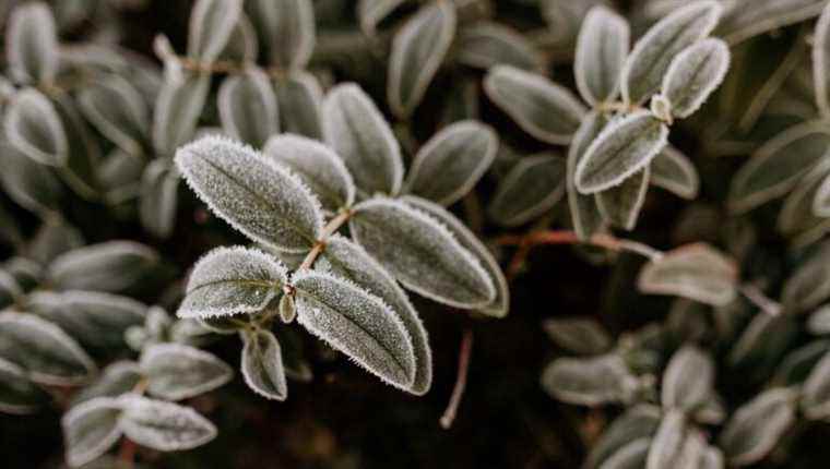 Protect your plants from frost