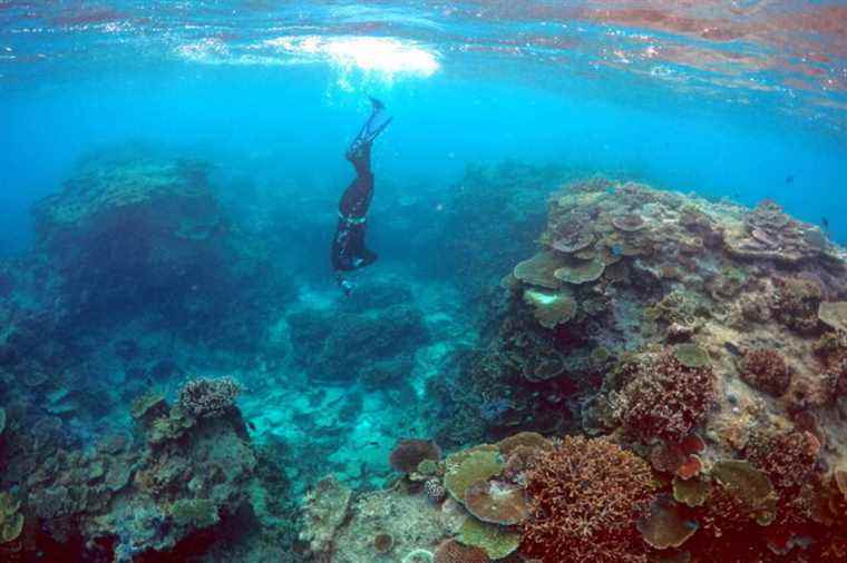 Protecting the Great Barrier Reef |  Australia is investing the equivalent of 900 million