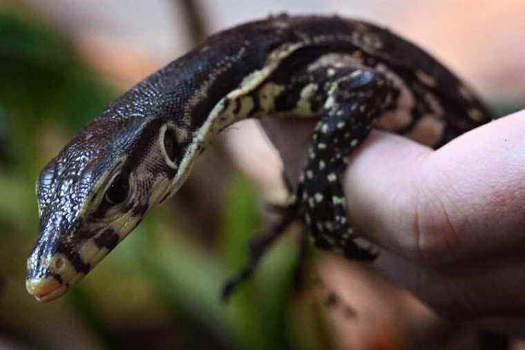 Rare phenomenon, three monitor lizards are born without fertilization