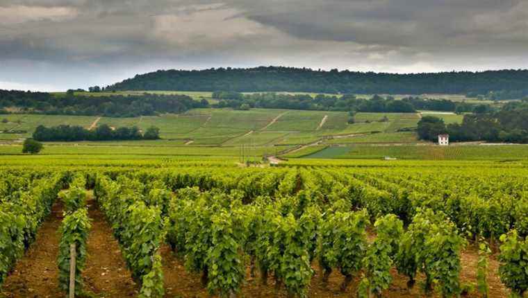 Saint-Vincent with Olivier Leflaive de Puligny-Montrachet