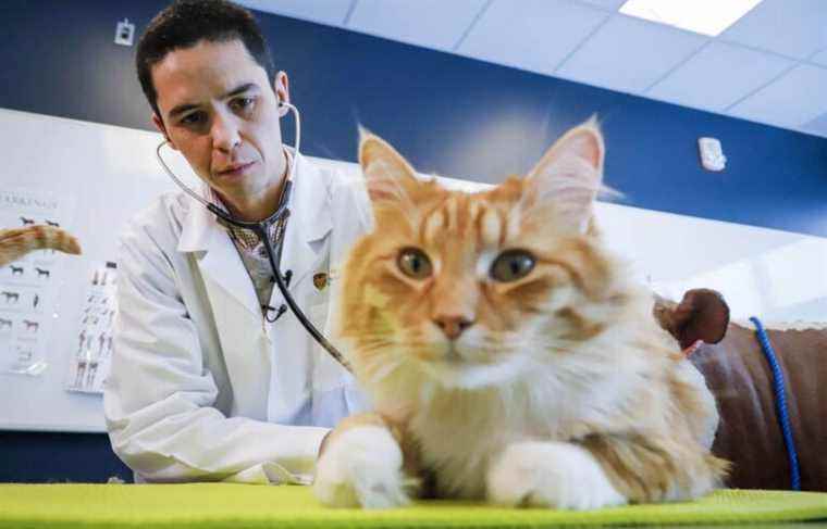 Shortage of veterinarians: retirees called to the rescue