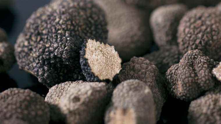 Sorges and Ligueux truffle festival in Périgord on January 29 and 30, 2022