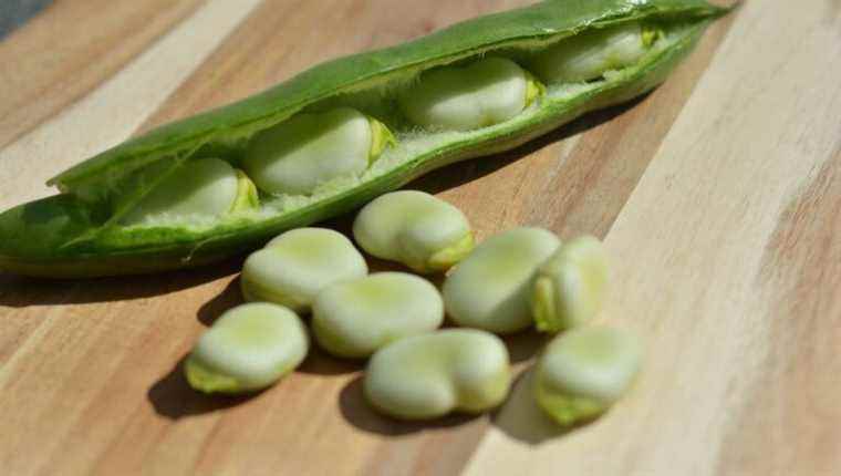 Sowing beans with Jacky Mercier