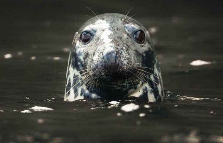 The Madelinots want Quebec to rediscover the taste of seal