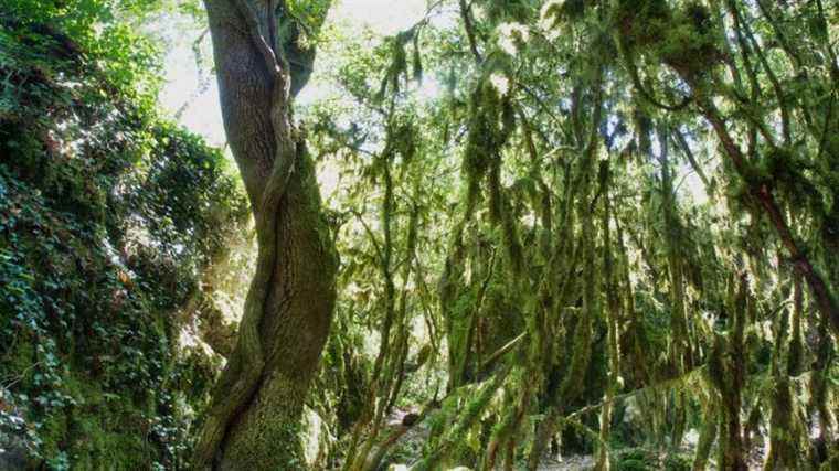 The Païolive site in southern Ardèche, an environment to be preserved.