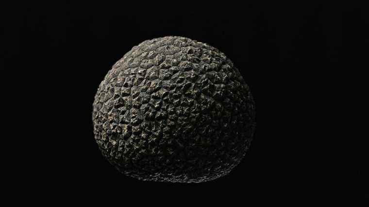 The Périgord truffle, the black diamond