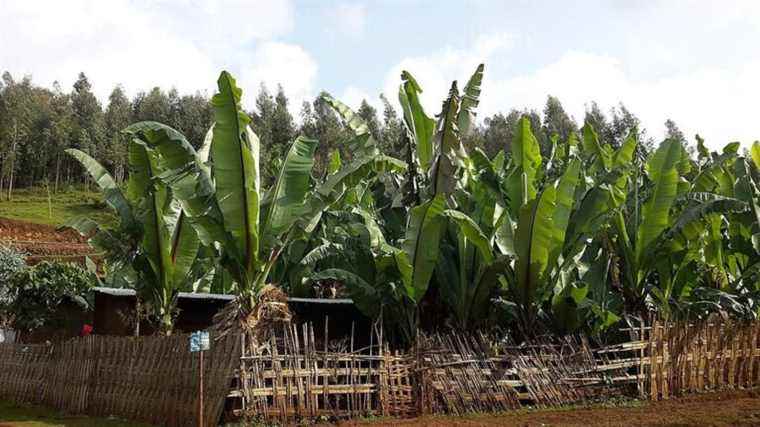 The ensete banana, a hope in the fight against hunger in the world