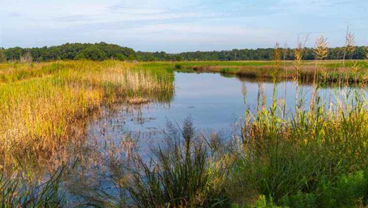 The (essential) wetlands