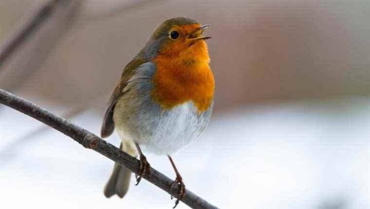 The “garden bird counting” operation of the Bretagne Vivante association