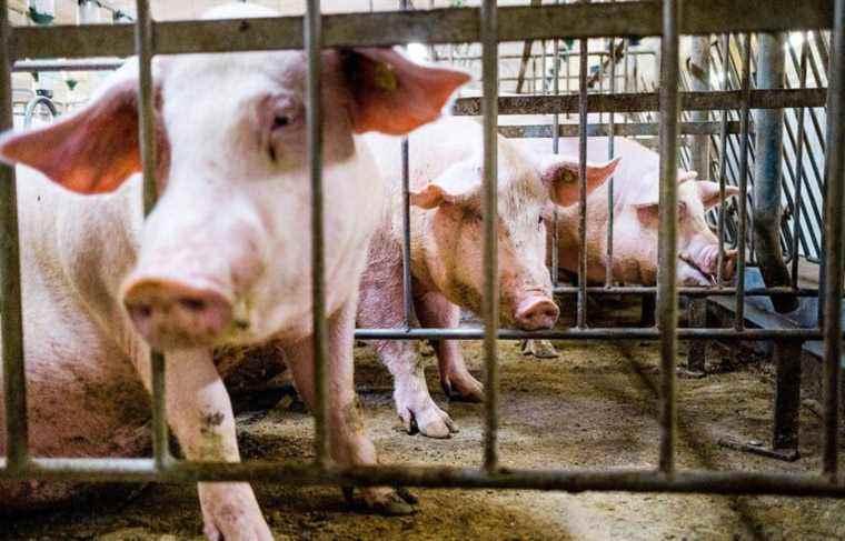 The piggery project in Saint-Adelphe is postponed