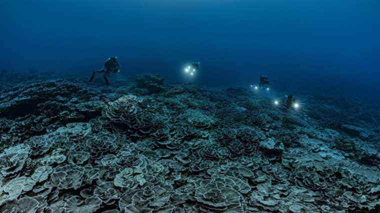 The sublime shots of giant corals by French photographer Alexis Rosenfeld bring hope for the planet