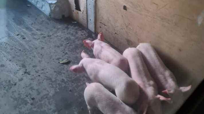 The town of Gorron is appealing to find the owner of 8 little pigs wandering the streets