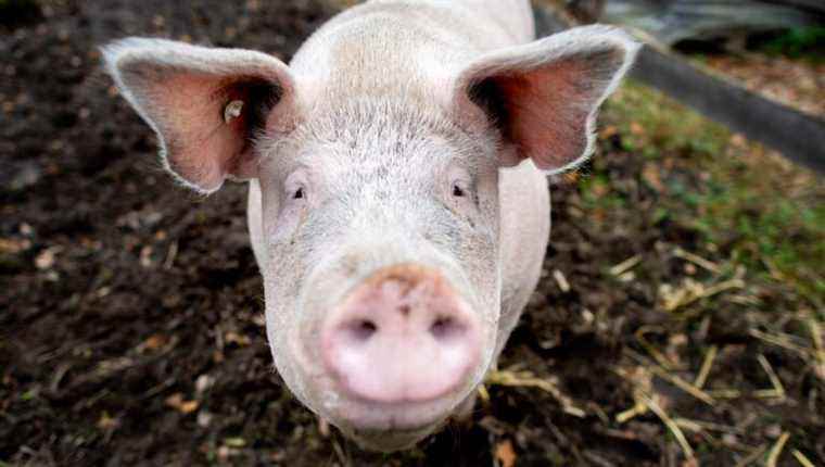 The transplant of a pig’s heart on a human