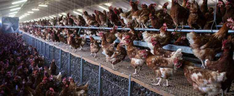 Thousands of chickens euthanized due to lack of manpower