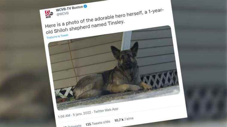 Tinsley, the German Shepherd who became a small internet star after saving his master from certain death