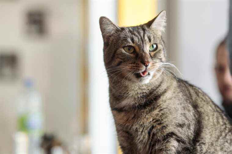 United States |  Cats now have their treatment for osteoarthritis