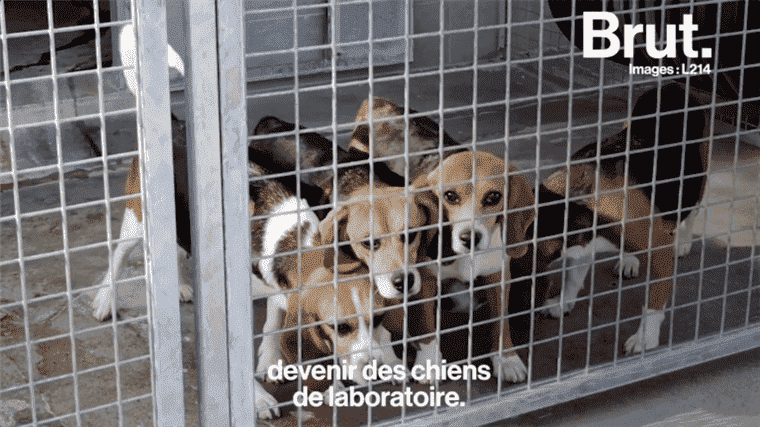 VIDEO.  In France, beagle dog farms intended for laboratories