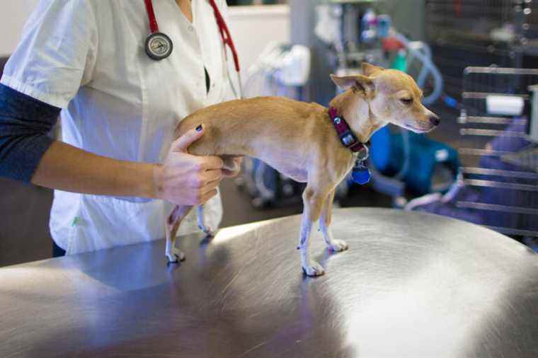 Veterinarians, under pressure, call for prevention