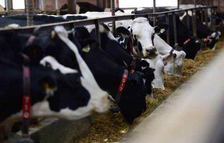 Washington and Ottawa both claim victory in milk quota dispute