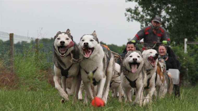 Win your baptism in sled dogs with the Club des auditeurs de France Bleu Nord