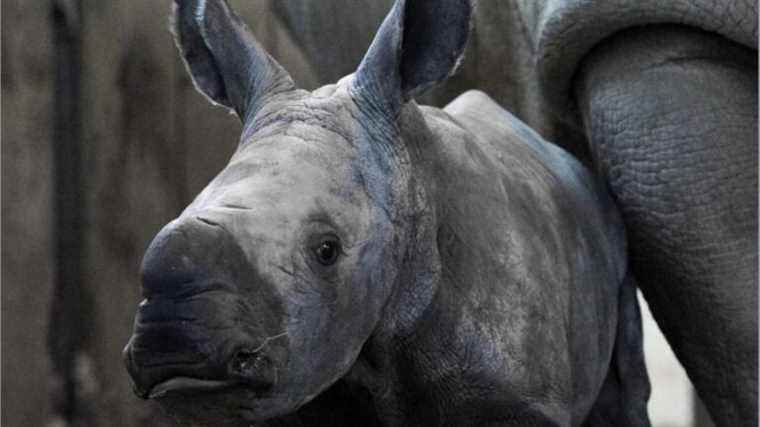 a baby rhinoceros was born at the Amnéville zoo